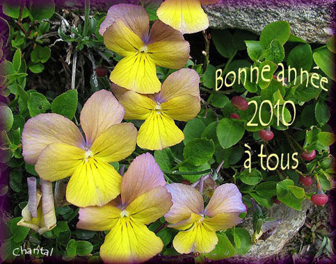 Bonne-année-pensées.jpg