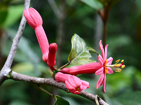 passifloraamoena1.jpg