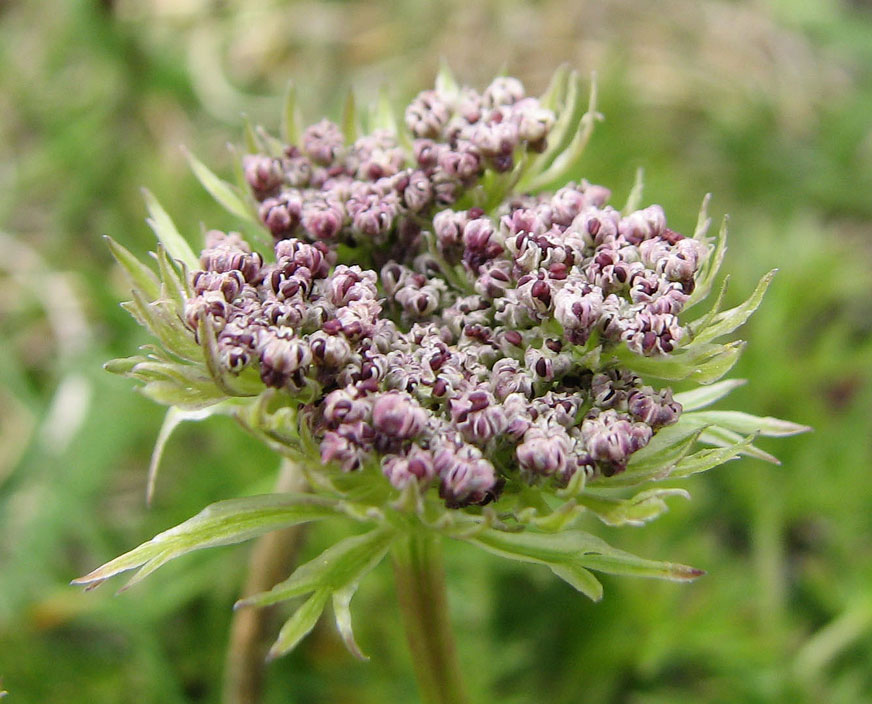 Ligusticum-mutellinoides--1.jpg