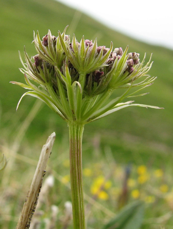 Ligusticum-mutellinoides--3.jpg