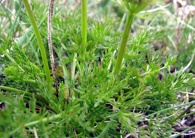 Ligusticum-mutellinoides--2.jpg