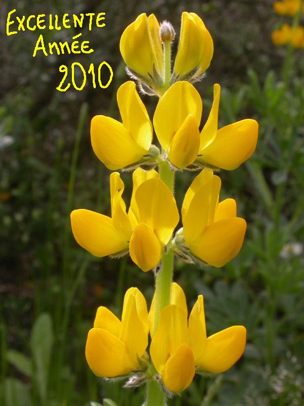 Lupinus luteus.JPG