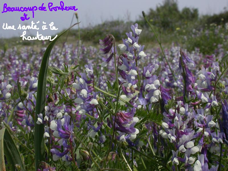 Vicia villosa ambigua.JPG