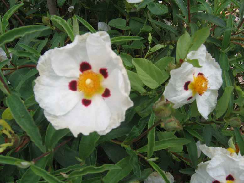 mai 2008 024~1.jpg