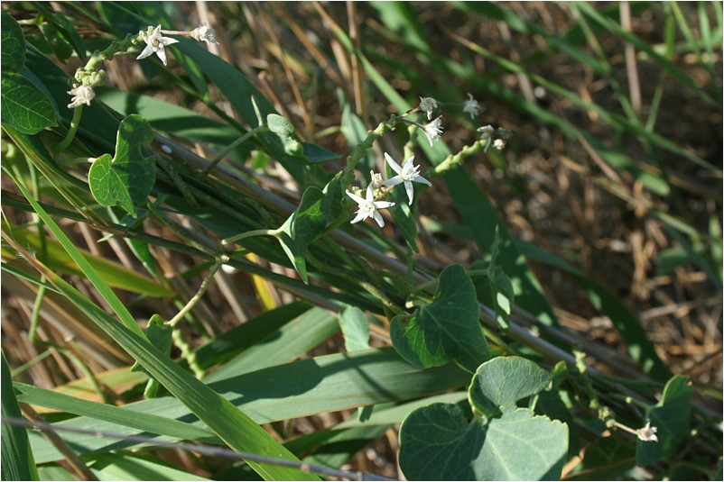 Cynanchum acutum grande.jpg