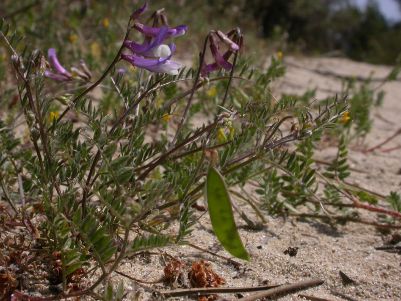 Vicia villosa ambigua pl.1.jpg