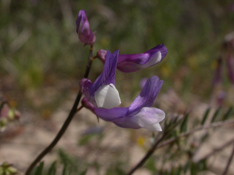 Vicia villosa ambigua infl.1.jpg