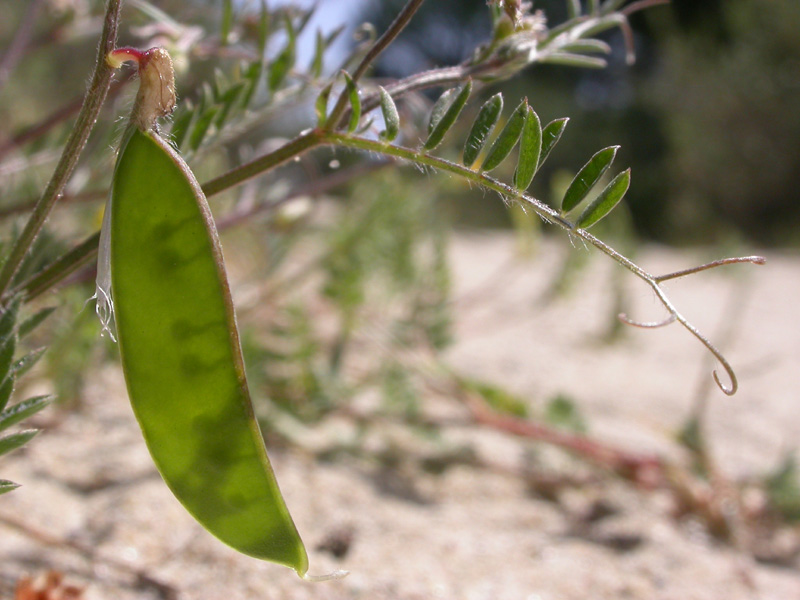 Vicia villosa ambigua fr..jpg