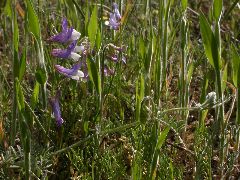 Vicia villosa ambigua pl.1.jpg
