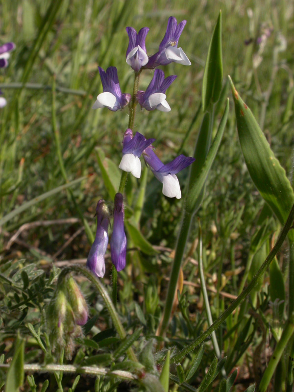 Vicia villosa ambigua infl.1.jpg