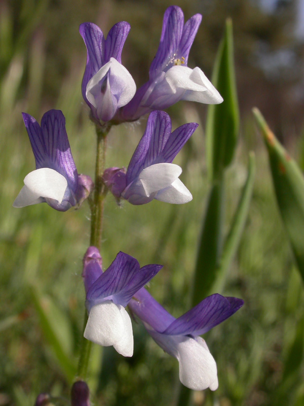 Vicia villosa ambigua infl.2.jpg
