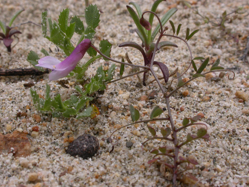 Vicia villosa elegantissima pl..jpg