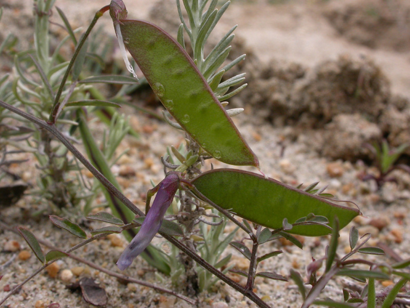 Vicia villosa elegantissima f.fr.1.jpg