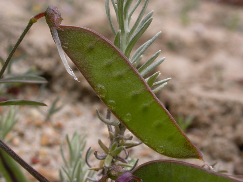 Vicia villosa elegantissima f.fr.2.jpg