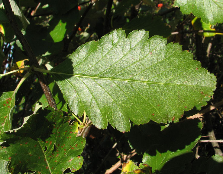 Sorbus-mougeotii--2.jpg