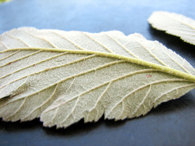 Sorbus-mougeotii--4.jpg