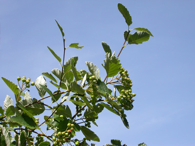 Sorbus mougeotii rameau 2.jpg