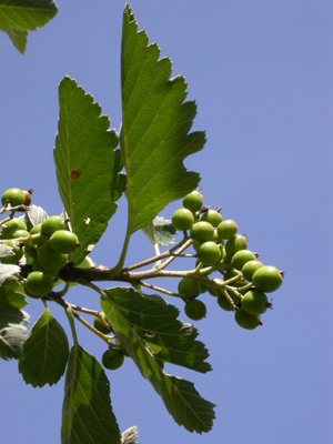 Sorbus mougeotii f.fr.1.jpg
