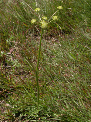 Angelica pyrenaica pl.2.JPG