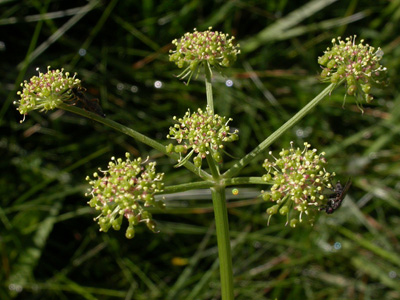 Angelica pyrenaica infl..JPG
