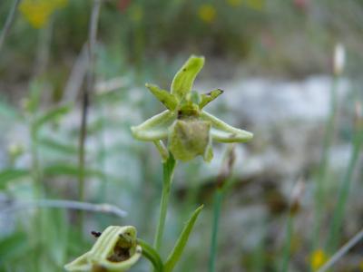 ophrys litigiosa.jpg