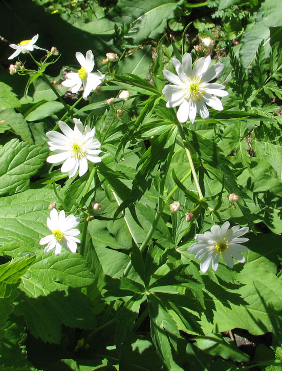 Ranunculus-aconitifolius2--.jpg