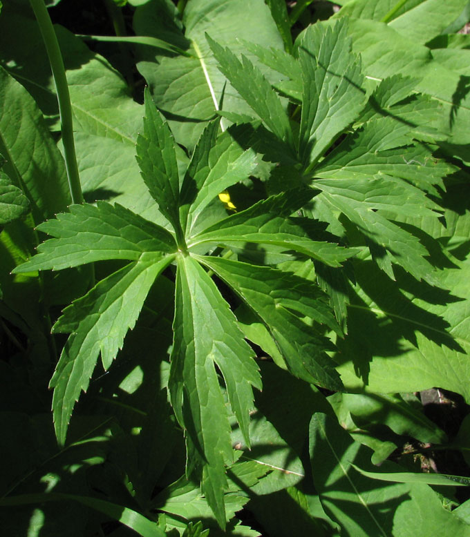 Ranunculus-aconitifolius3--.jpg