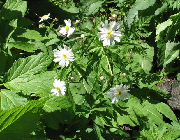 Ranunculus-aconitifolius2--.jpg