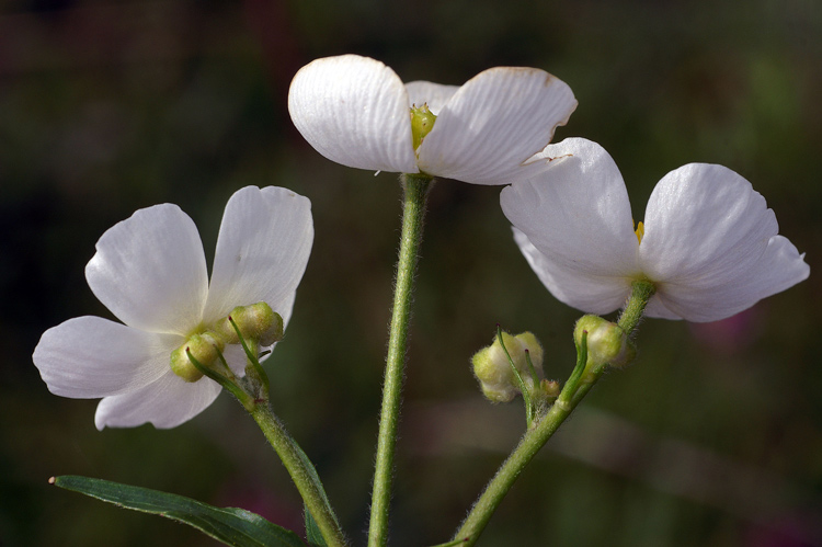 Ranunculus-aconitifolius-58.jpg