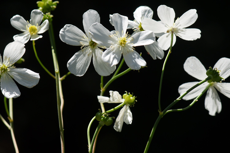 Ranunculus-platanifolius-31.jpg