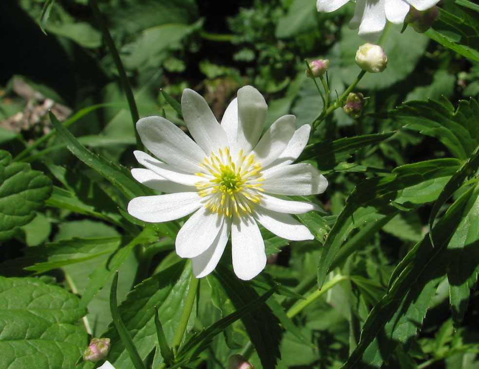 Ranunculus1--.jpg