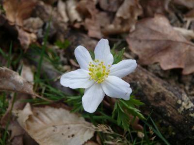 anamone nemorosa.jpg