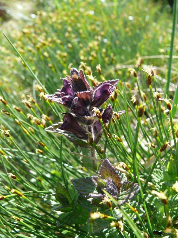 bartsia alpina.jpg