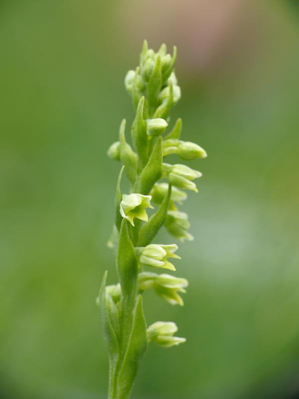 pseudo orchis albida.jpg