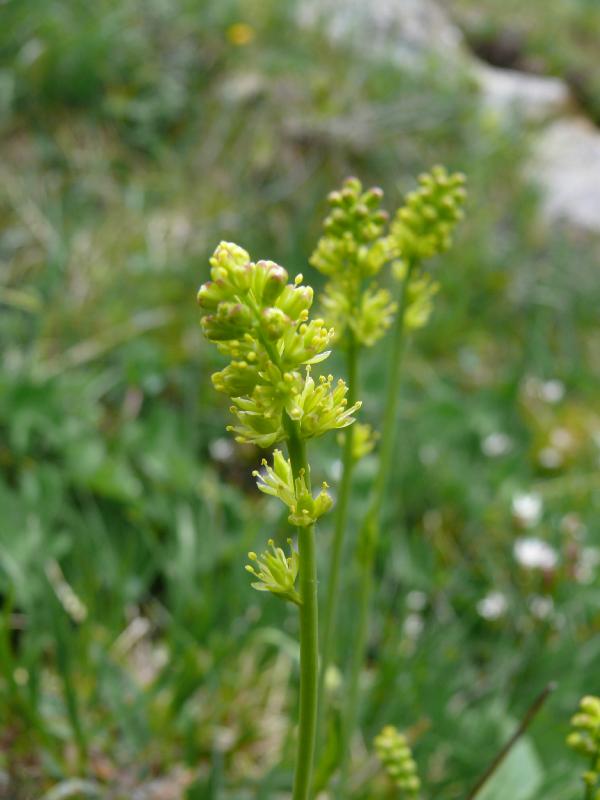 tofieldia calyculata.jpg