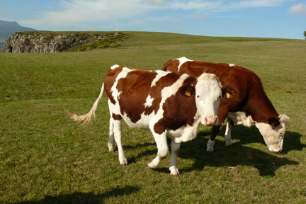 Vache--24.jpg