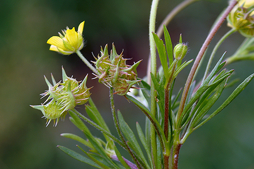 Ranunculus arvensis.JPG