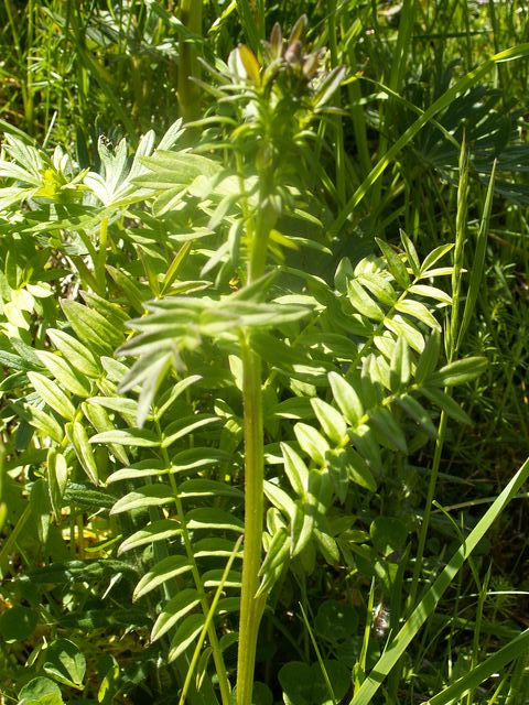 Polemonium caeruleum Cires 08 06 07 (17) [640x480].JPG