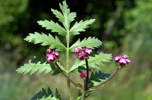 Turgenia latifolia.JPG