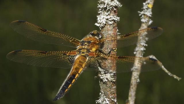 Libellula quadrimaculata