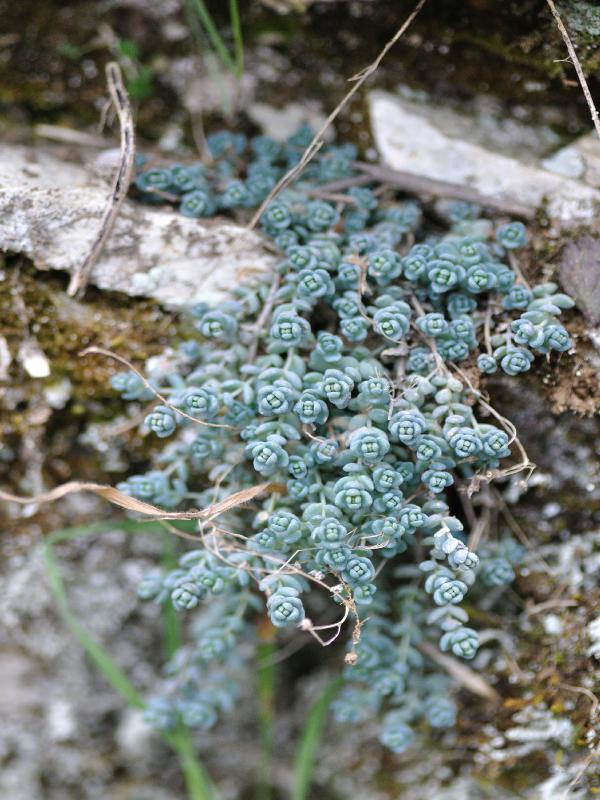 sedum.jpg