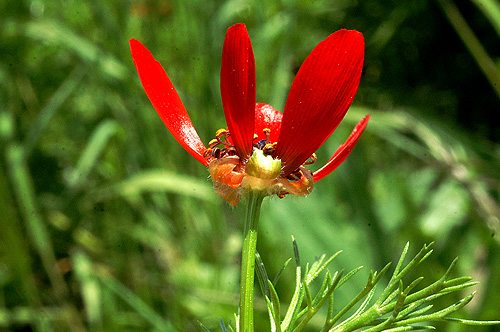 Adonis flammea .JPG