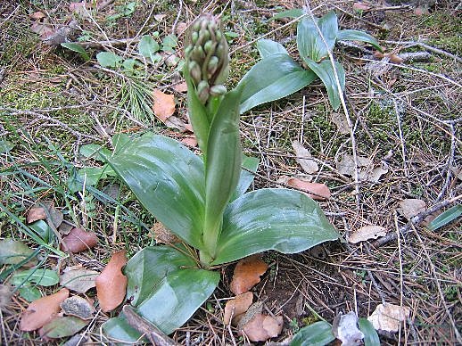 Nature 15 Février 2008 085.jpg