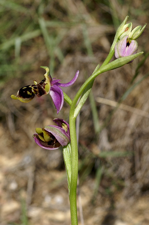 ophrys_sp_la_barben. (7).JPG