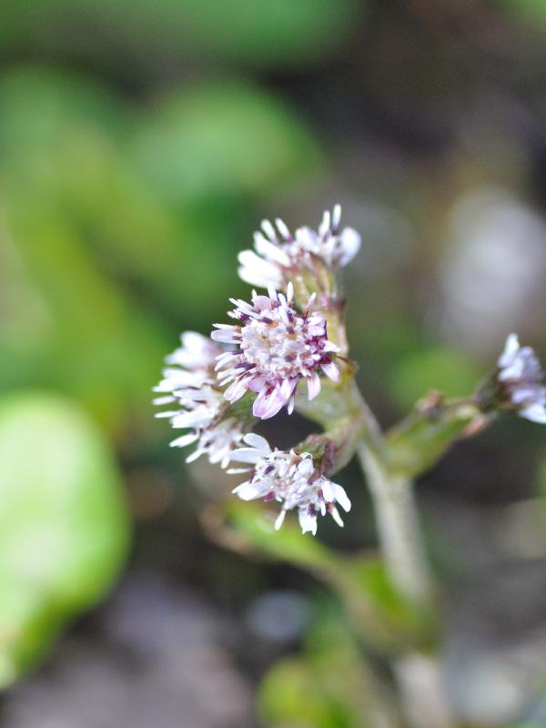 petasite pyrenaica.jpg