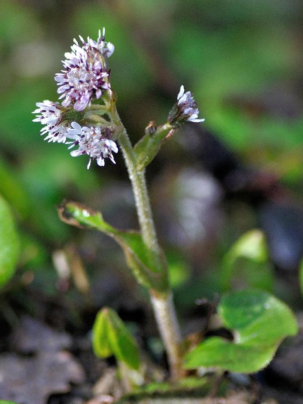 petasite pyrenaica entier .jpg