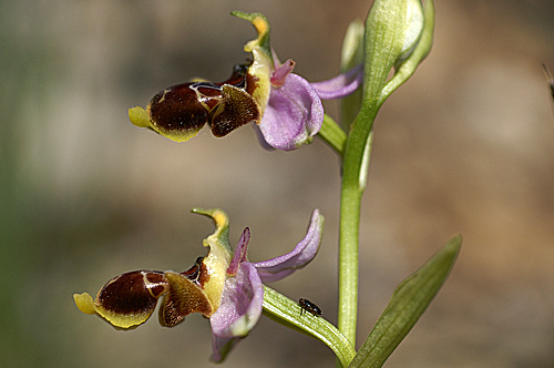 ophrys_sp_la_barben. (1).JPG