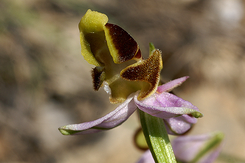 ophrys_sp_la_barben. (4).JPG