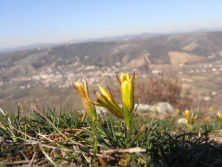 Gagea bohemica (saxatilis) 11.jpg