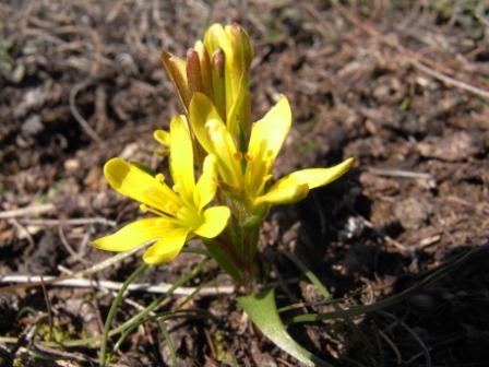 Gagea bohemica (saxatilis) 24.jpg
